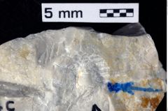 Foto (Detailansicht) von Decapoda indet. (NHMW-GEO-1990-0041-0372)